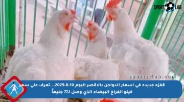 قفزة جديدة في أسعار الدواجن بالأقصر اليوم 10-8-2025.. تعرف على سعر كيلو الفراخ البيضاء الذي وصل لـ77 جنيهاً